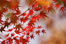 秋の色 サンプル画像7