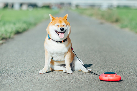 犬の写真