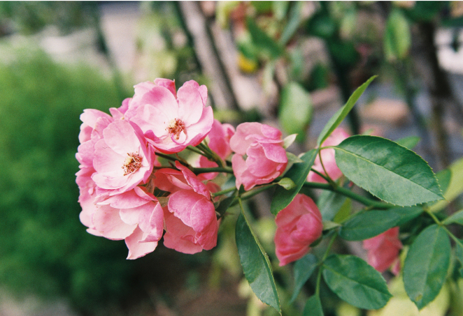 FUJICOLOR 100作例画像