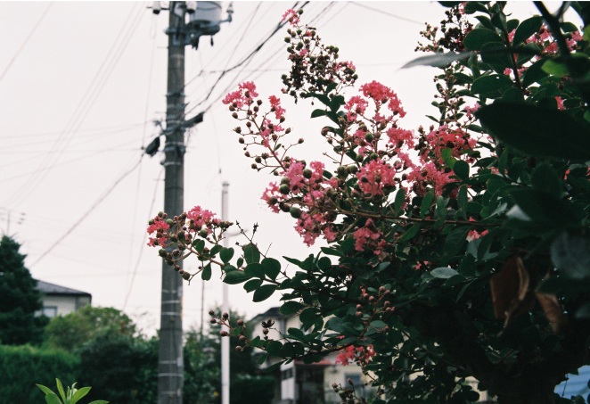 FUJICOLOR 100作例画像