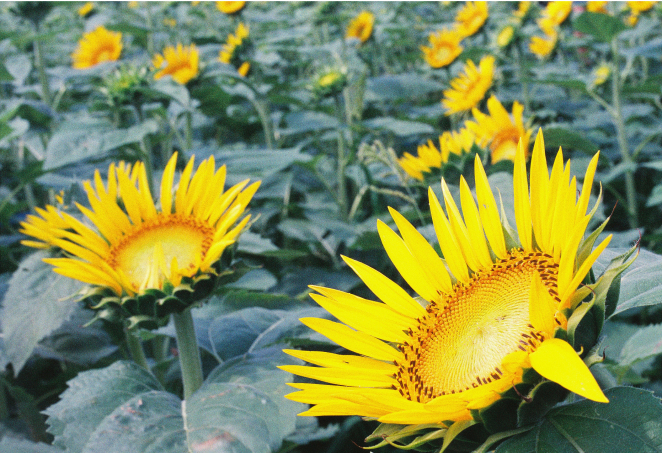 SUPERIA PREMIUM 400作例画像