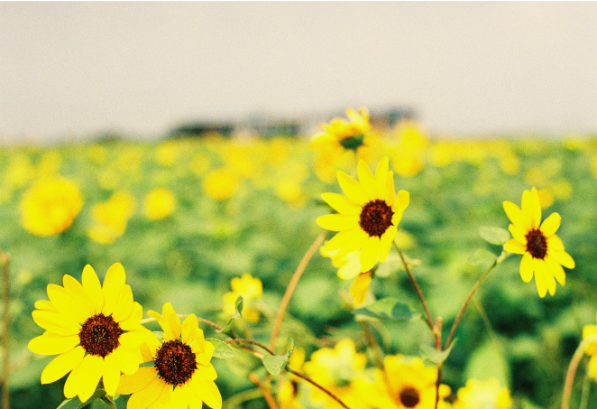 SUPERIA PREMIUM 400作例画像