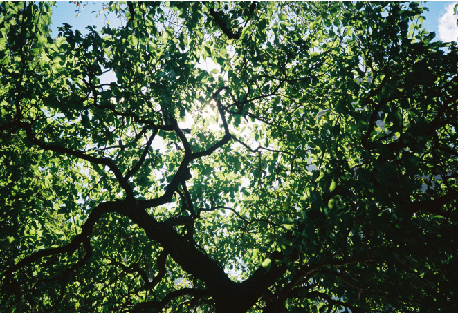 FUJIFILM 400作例画像