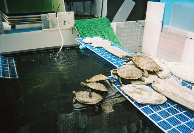 コダック ファンセーバー作例画像