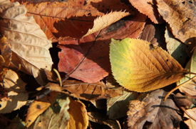 秋の色 サンプル画像2
