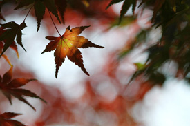 秋の色 サンプル画像8